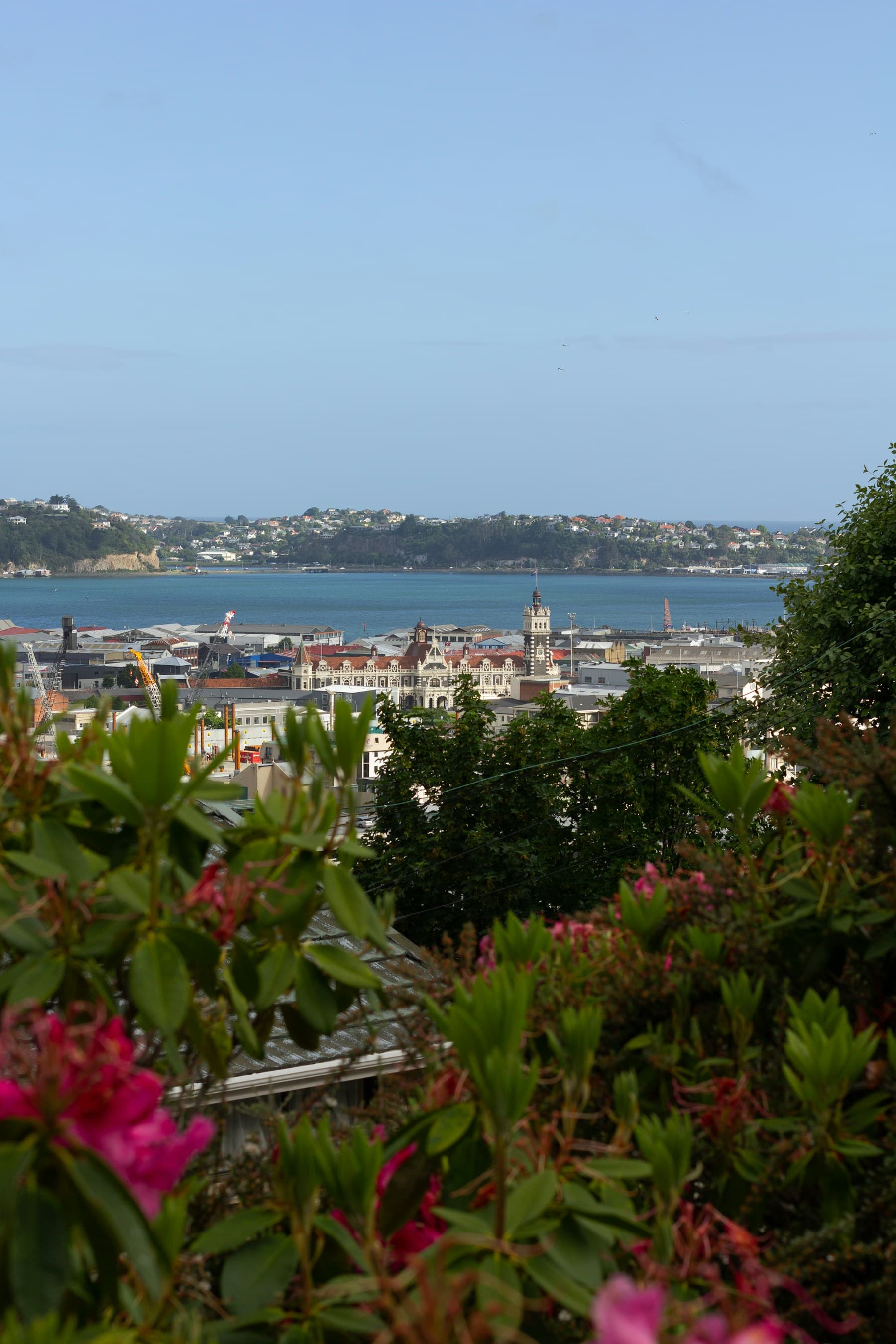 Dunedin Railway Station and harbour seen through flowering trees
